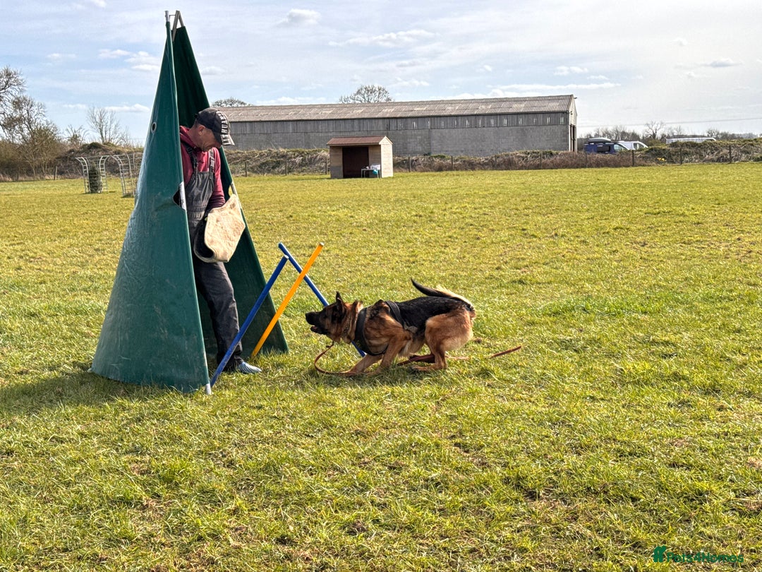 German Shepherd dogs for sale: Last stunning male puppy available  - Image 19