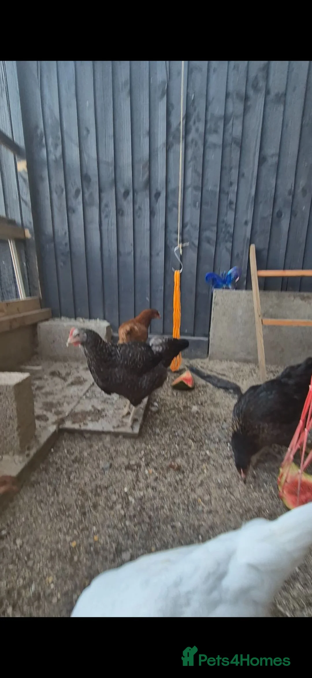 Chickens poultry for sale: 7 chickens - Advert 5