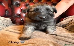 German Shepherd dogs for sale: Long-Haired Straight Back German Shepherd Puppies - Image 13