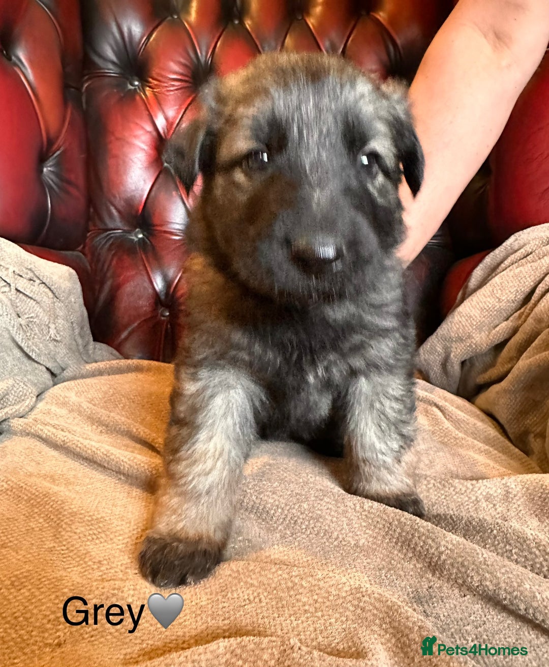 German Shepherd dogs for sale: Long-Haired Straight Back German Shepherd Puppies - Image 13