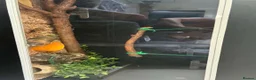 Python Snake reptiles for sale: 2 Royal Python  - Advert 3