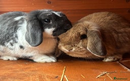 Mini Lop rabbits for sale: 2 bunnies Coco(girl) and flynn (boy)  - Image 2