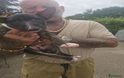 English Bull Terrier dogs for sale: English bullterrier pups for sale  - Image 3
