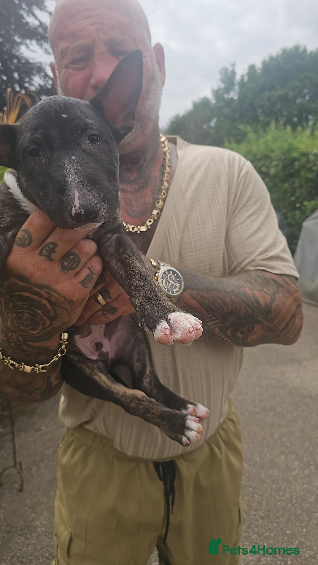 English Bull Terrier dogs for sale: English bullterrier pups for sale  - Image 3