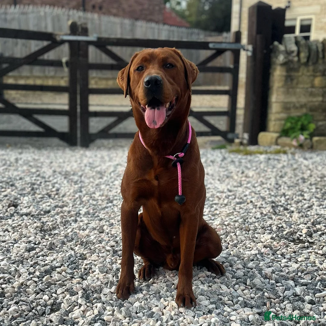 Labrador Retriever dogs for stud: AGLABS ICON - HEALTH TESTED DARKEST FOX RED in Grantham - Advert 20