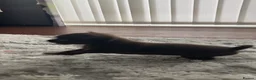 Chihuahua dogs for sale: Beautiful chocolate smooth coat chihuahua  in Middlesbrough - Advert 16
