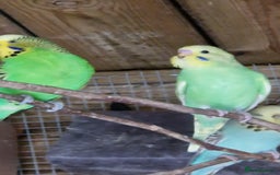 Budgerigars birds for sale: 6 baby budgies for sale from £30 to £40 - Image 17