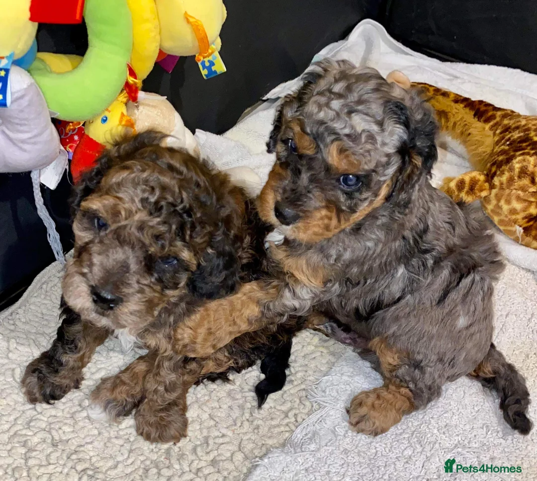 Toy Poodle dogs for stud: Rare Blue Merle Phantom Stud in Consett - Advert 12