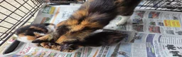 Mixed Breed cats for sale: Ginger girls and tortashell Kittens male & female  in Beaworthy - Advert 2