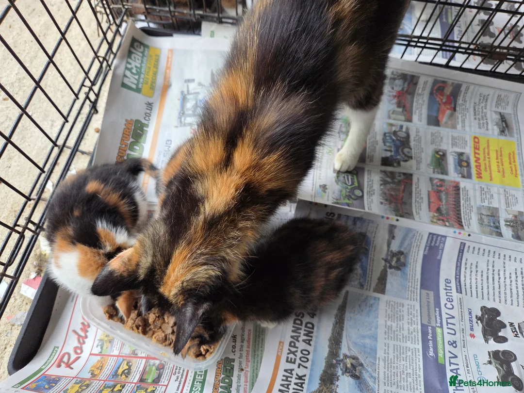 Mixed Breed cats for sale: Ginger girls and tortashell Kittens male & female  in Beaworthy - Advert 2