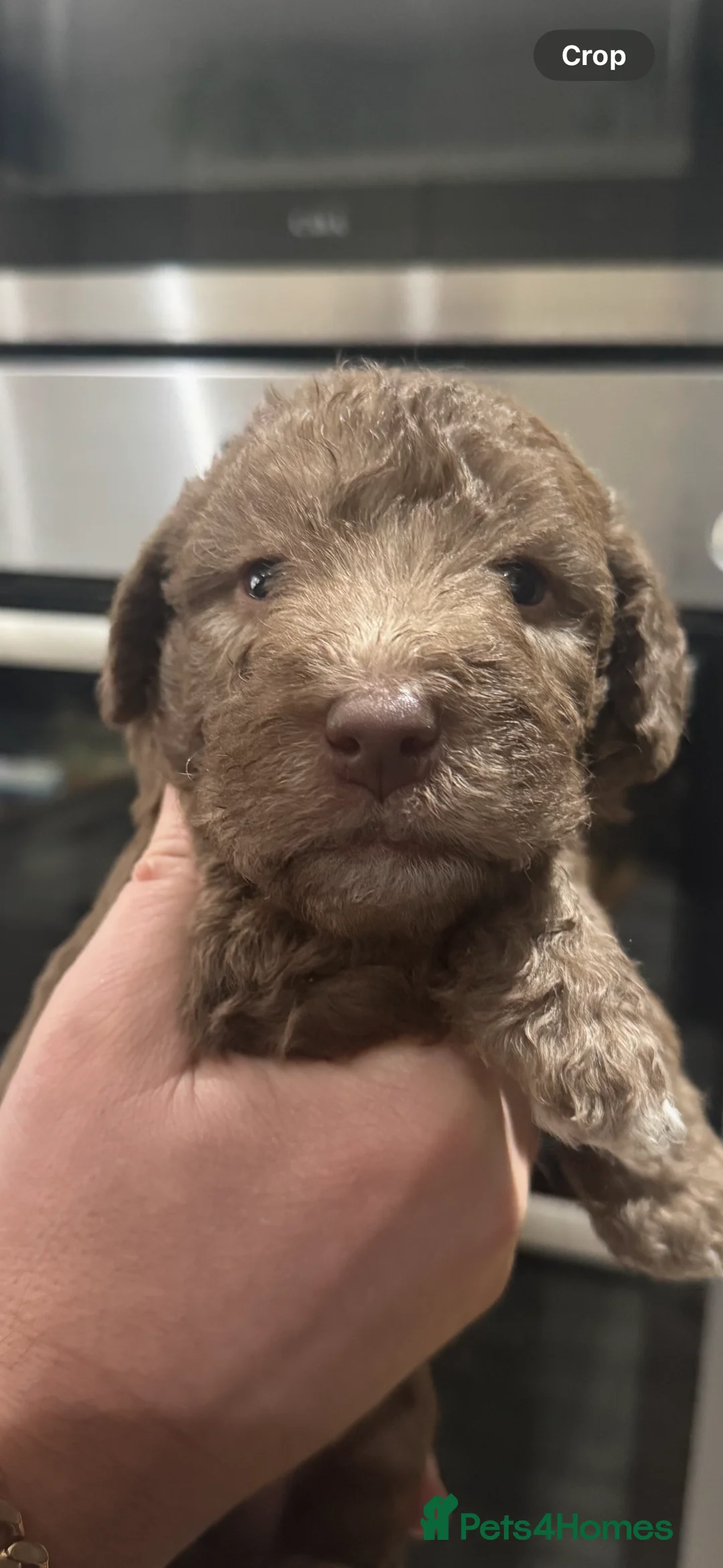 Bedlington Terrier dogs for sale: KC Registered Bedlington Terrier Pups  - Advert 13