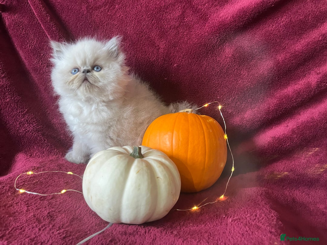 Persian cats for sale: 2 ULTRA AFFECTIONATE COLOURPOINT PERSIAN KITTENS  - Image 1
