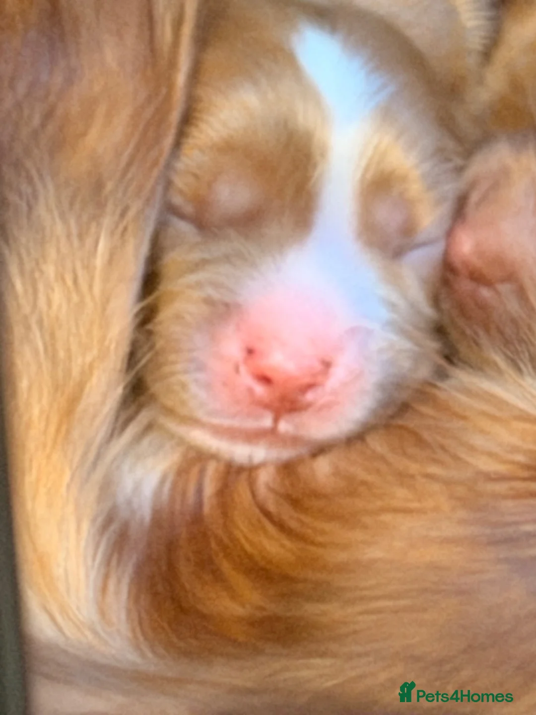 Cavalier King Charles Spaniel dogs for sale: 1 boy and 1 girl ruby - Advert 6