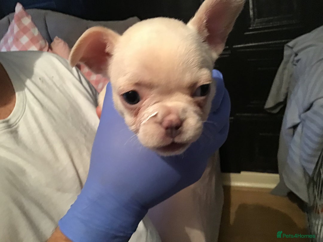 French Bulldog dogs for sale: French bulldog puppies  - Image 8