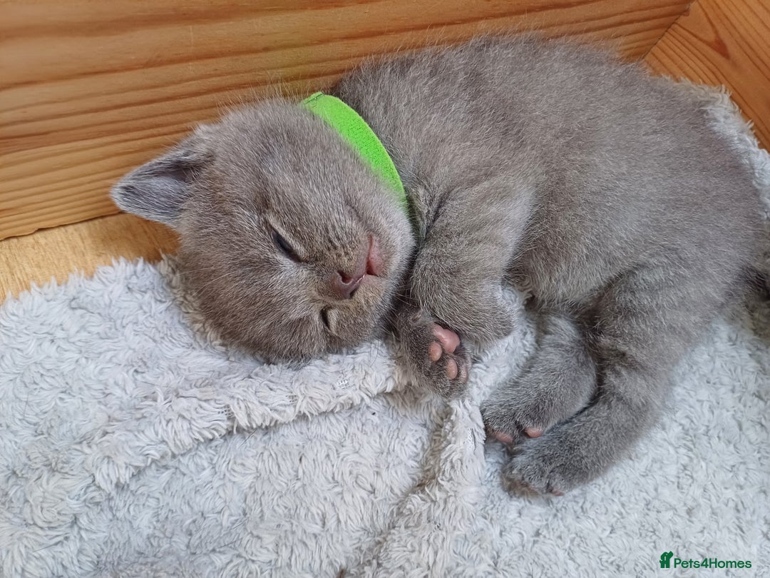 British Shorthair cats for sale: Mery klarnetadzhieva  - Image 2