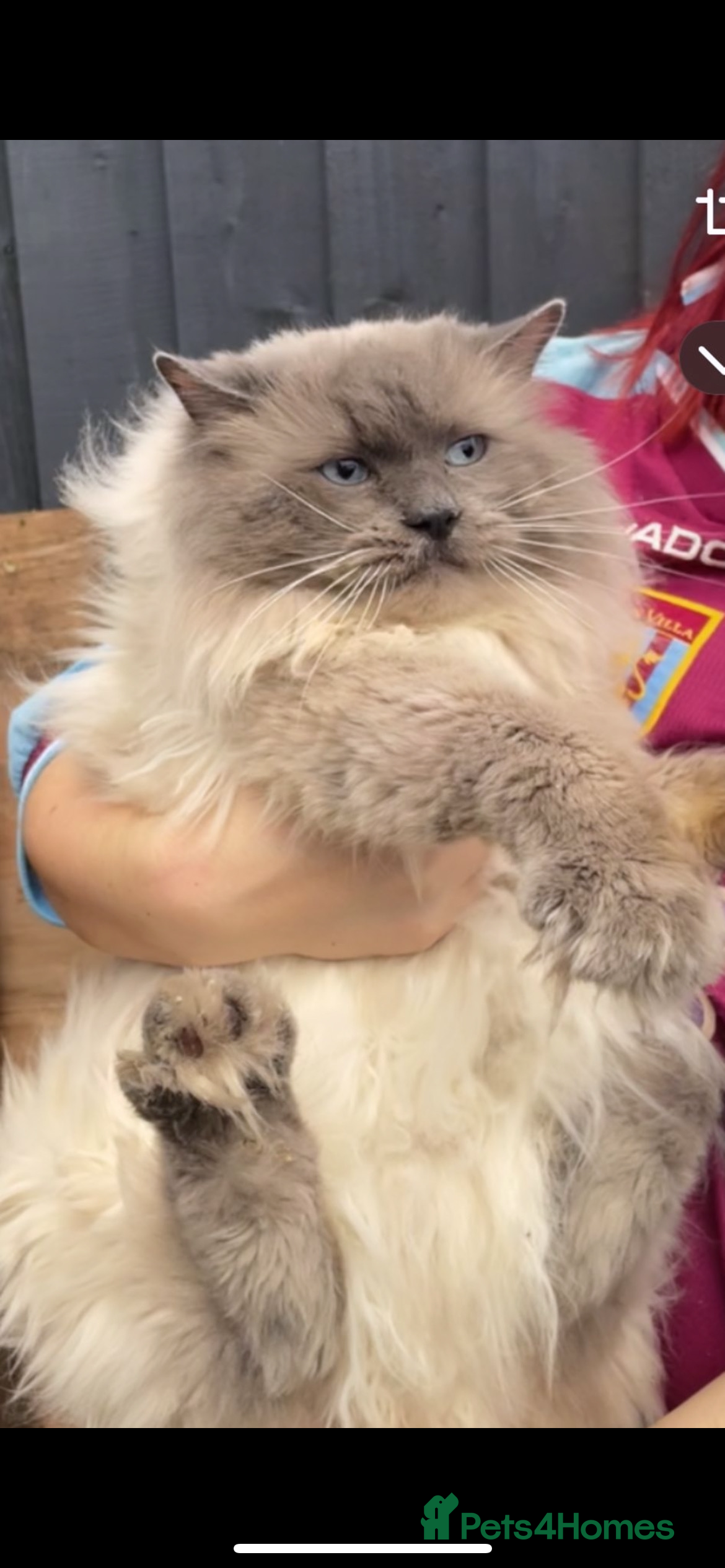 Ragdoll cats Champion bloodline active TICA&GCCF Ragdoll stud  in Pontypridd - Advert 10