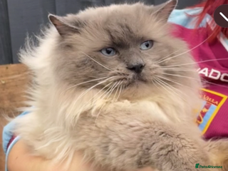 Ragdoll cats Champion bloodline active TICA&GCCF Ragdoll stud in Pontypridd - Advert 6