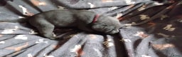 Labrador Retriever dogs for sale: Litter just be born - Advert 14