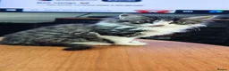Mixed Breed cats for sale: Fluffy kittens for sale - Advert 7