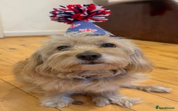 Cavapoochon dogs for stud: 🐾 Stud Available – Meet Eggy the Cavapoochon! 🐾 - Advert 5