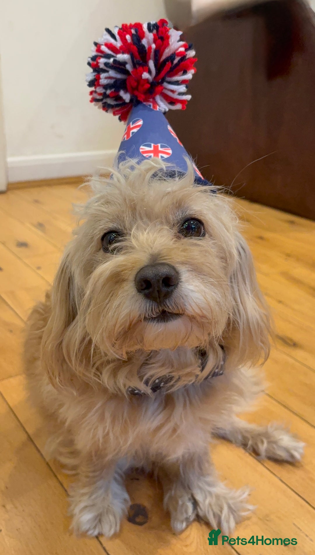 Cavapoochon dogs for stud: 🐾 Stud Available – Meet Eggy the Cavapoochon! 🐾 - Advert 5