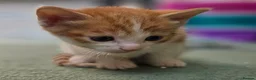 Domestic Shorthair cats for sale: Beautiful, healthy & happy kittens for rehoming in Cranbrook - Advert 7