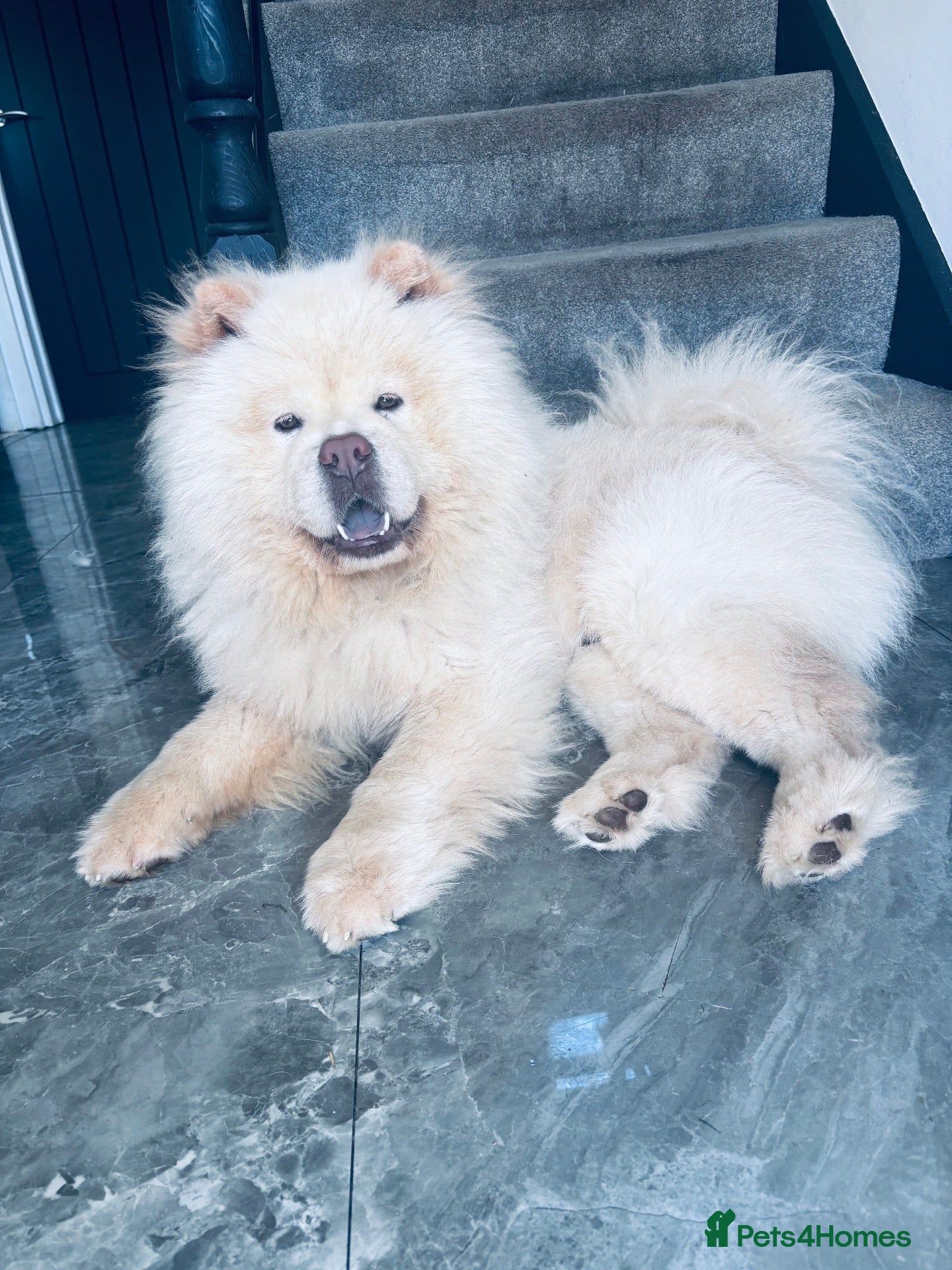 Chow Chow dogs for stud: 🐾 HANDSOME CREAM CHOW CHOW AVAILABLE AT STUD 🐾 - Advert 1