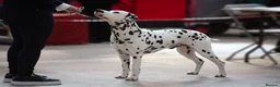 Dalmatian dogs for stud: WINNER AT CRUFTS 2020 PROVEN AND HEALTH TESTED in Aberdare - Advert 9