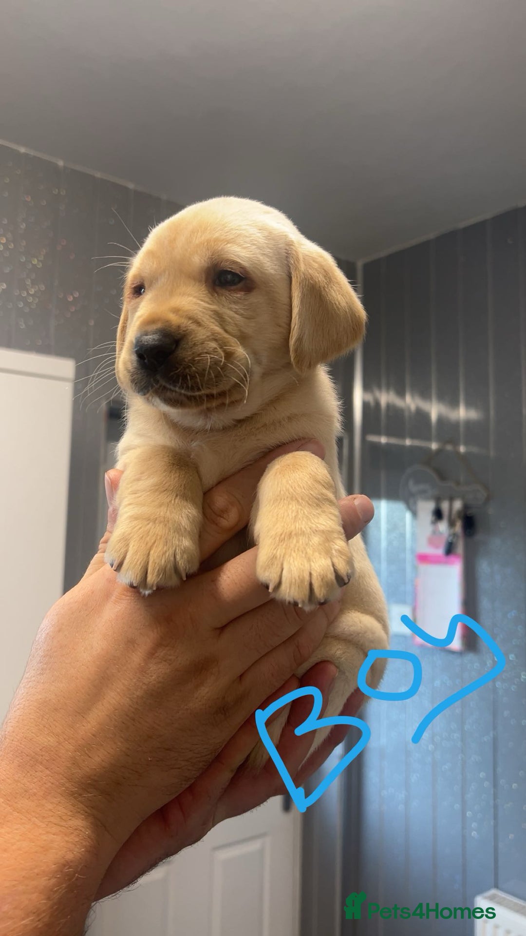 Labrador Retriever dogs for sale: Stunning Labrador puppys - Advert 27