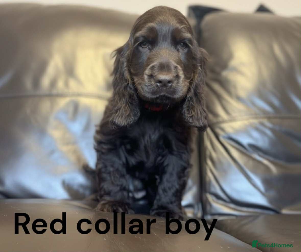 Cocker Spaniel dogs Beautiful show cocker puppies 3 remaining  - Advert 17