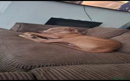 Mixed Breed dogs for sale: Tyson - Image 7