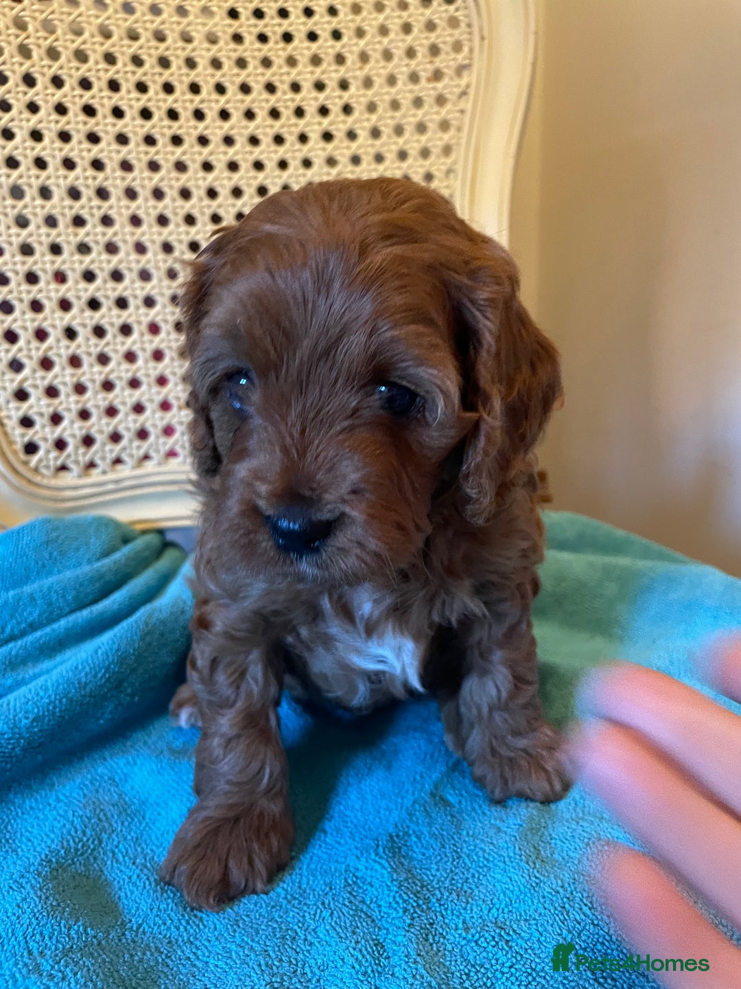 Cavapoo dogs for sale: F1b Cavapoooo  - Advert 4