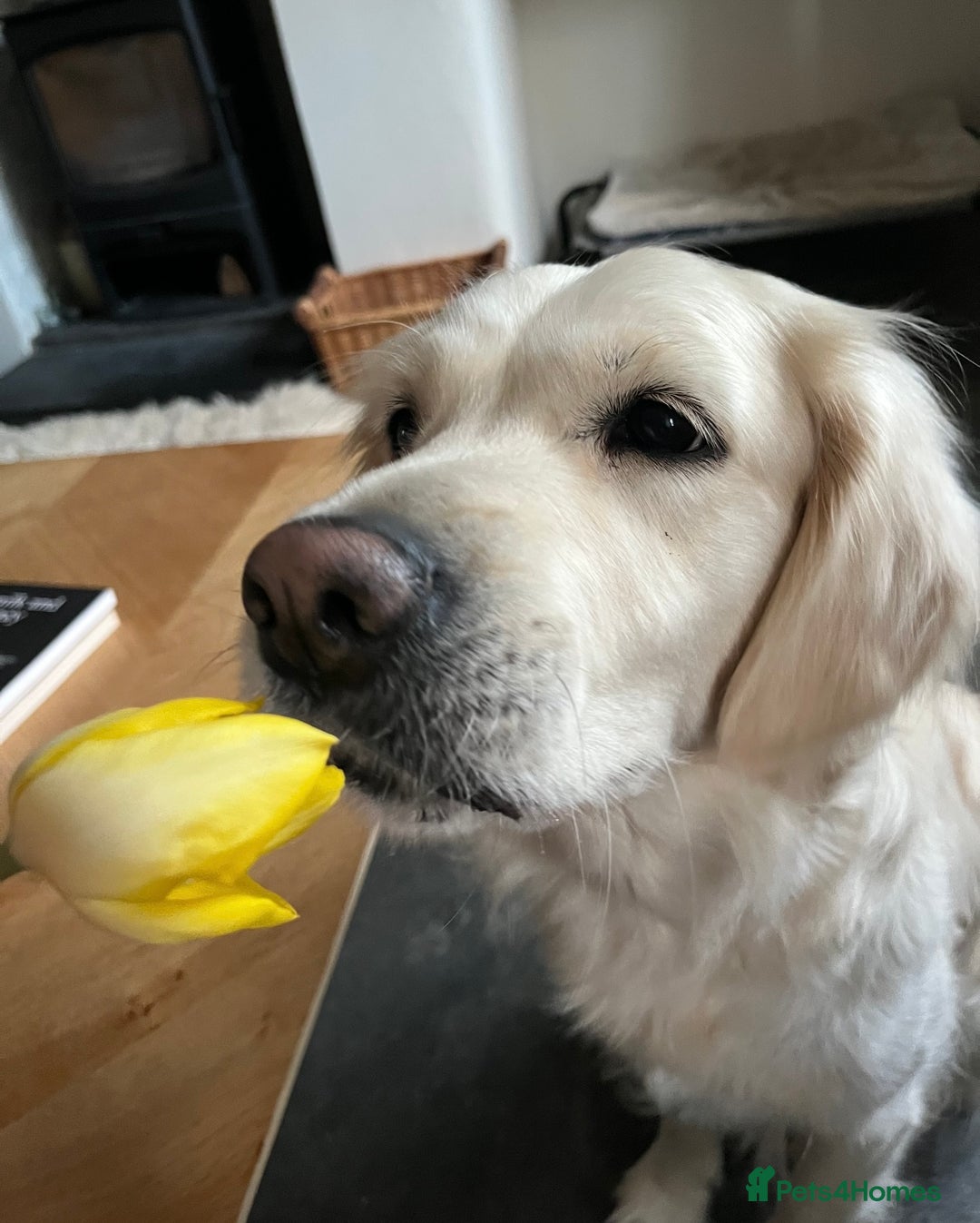 Golden Retriever dogs for sale: Gorgeous Golden Retriever for Rehoming   - Image 1