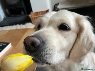 Golden Retriever dogs - Advert 1