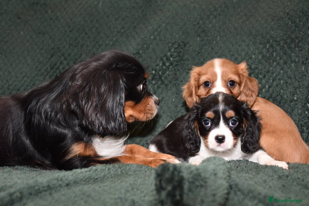 Cavalier King Charles Spaniel dogs for sale: Two Cavalier King Charles Spaniel Females - Advert 8