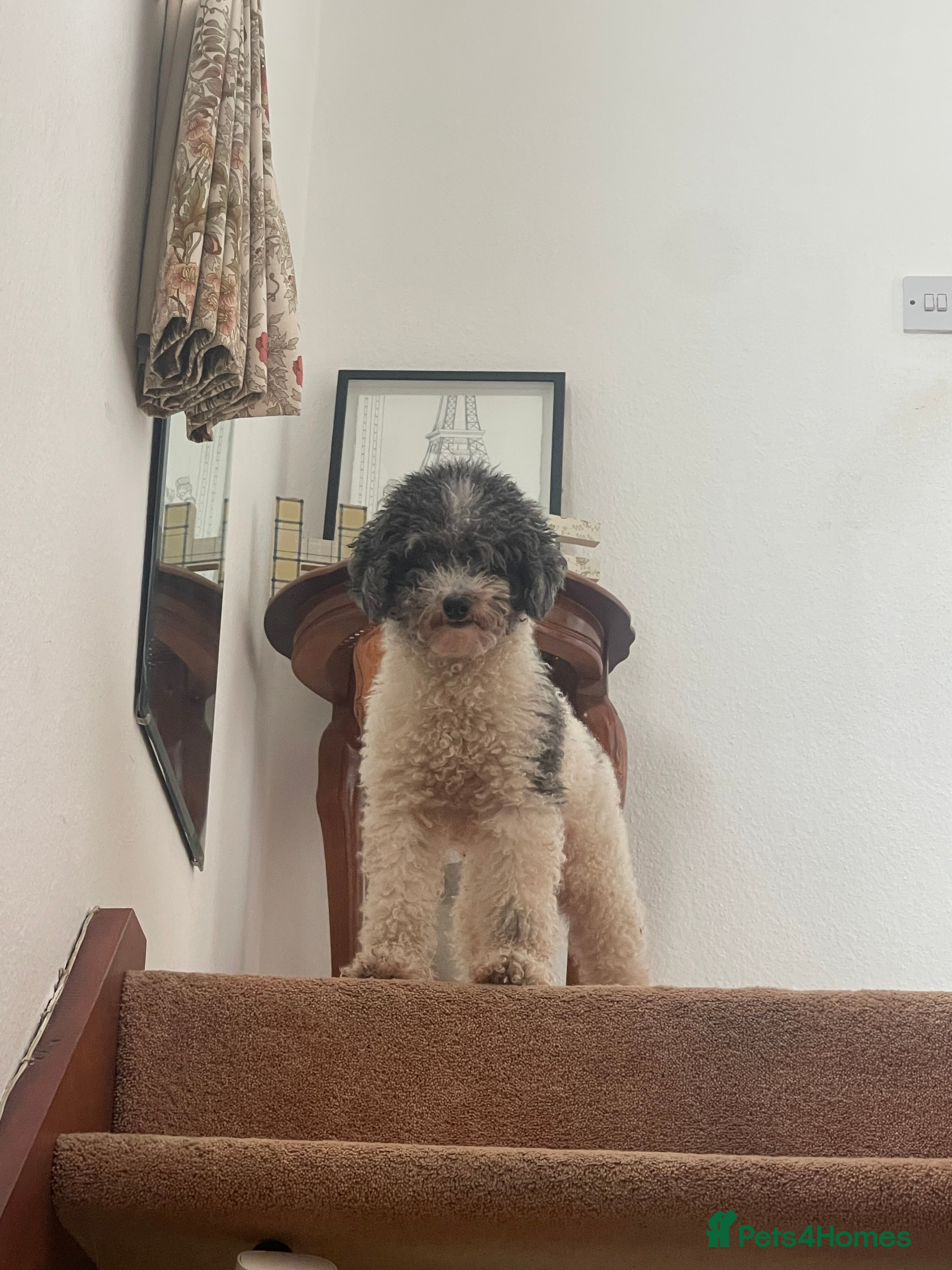 Toy Poodle dogs KC PROVEN toy poodle male for stud in Gerrards Cross - Advert 7