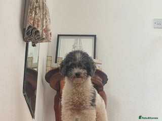 Toy Poodle dogs KC PROVEN toy poodle male for stud in Gerrards Cross - Advert 11
