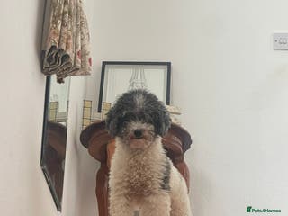 Toy Poodle dogs KC PROVEN toy poodle male for stud in Gerrards Cross - Advert 17