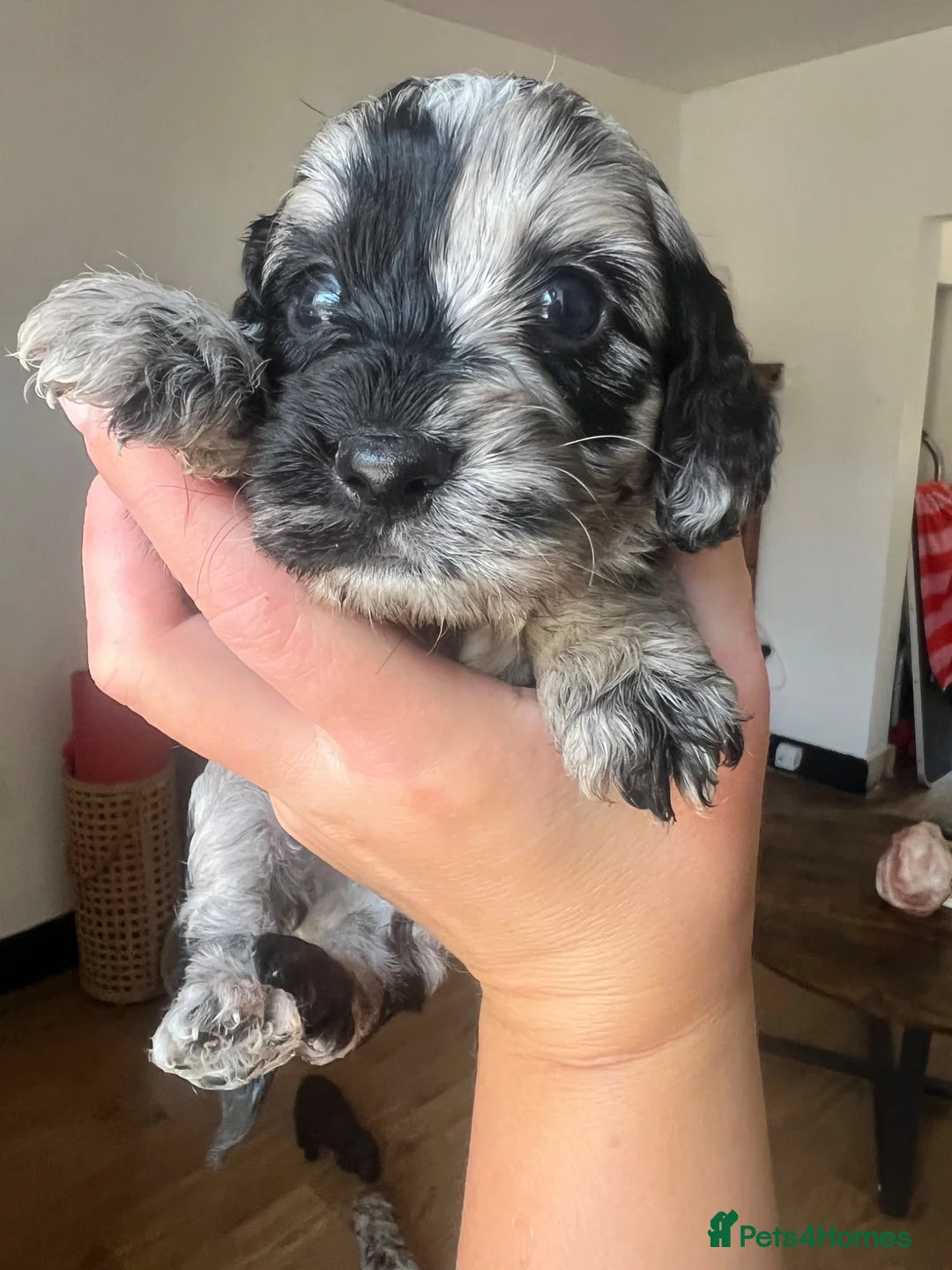 Cockapoo dogs for sale: Tri merle cockerpoos - Advert 2