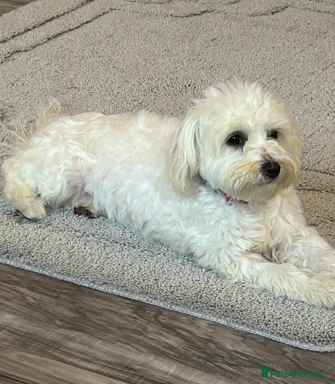 Maltipoo dogs for sale: Red Maltipoo boy 👑  - Advert 11