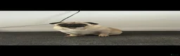 Frug dogs for sale: Litter of frug puppies  - Advert 4