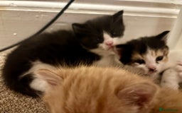 Mixed Breed cats for sale: Beautiful Maine Coon cross kittens - Image 4