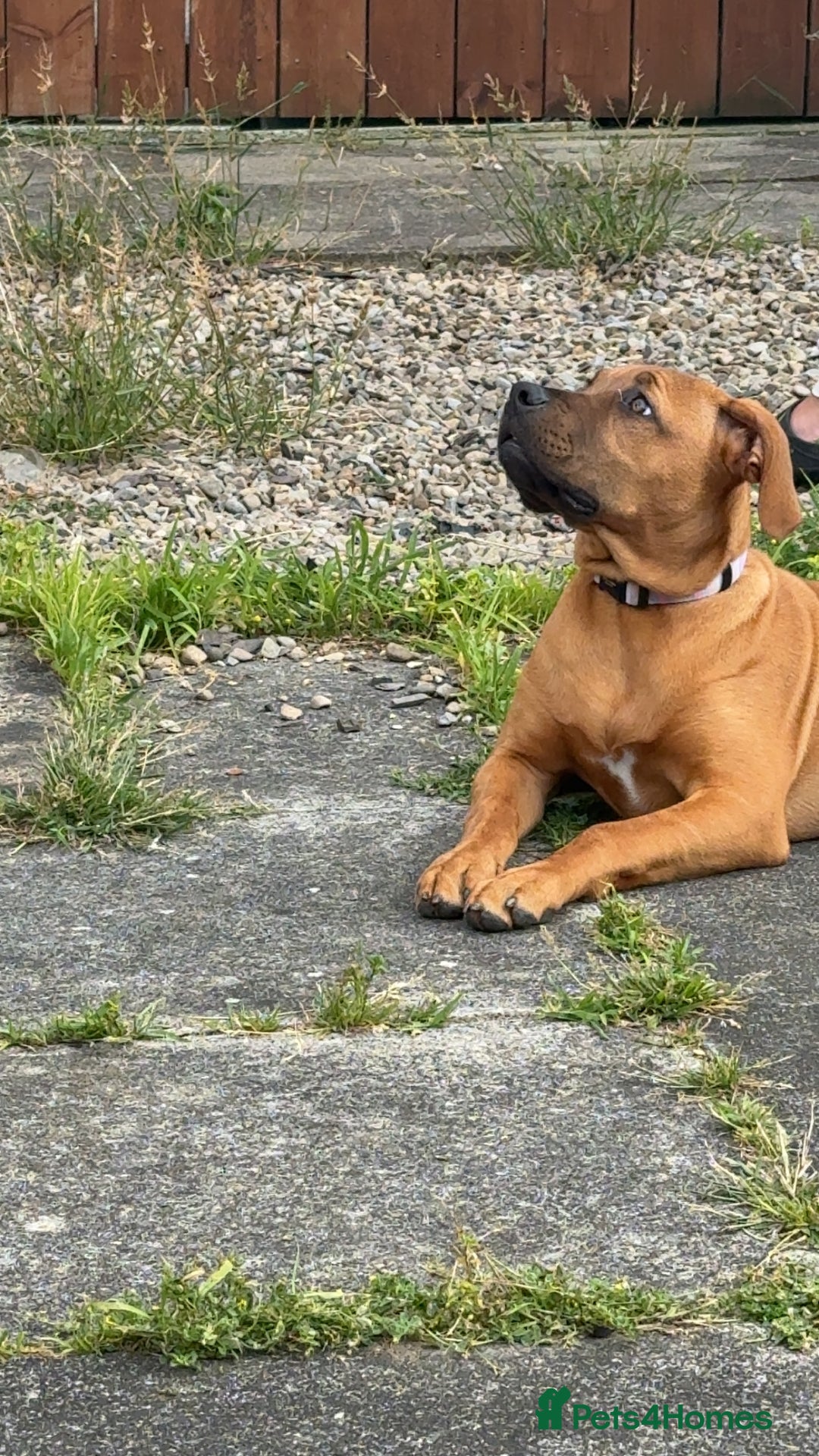 Mixed Breed dogs for sale: 6 month old female ridgeback mastiff cross. - Image 9
