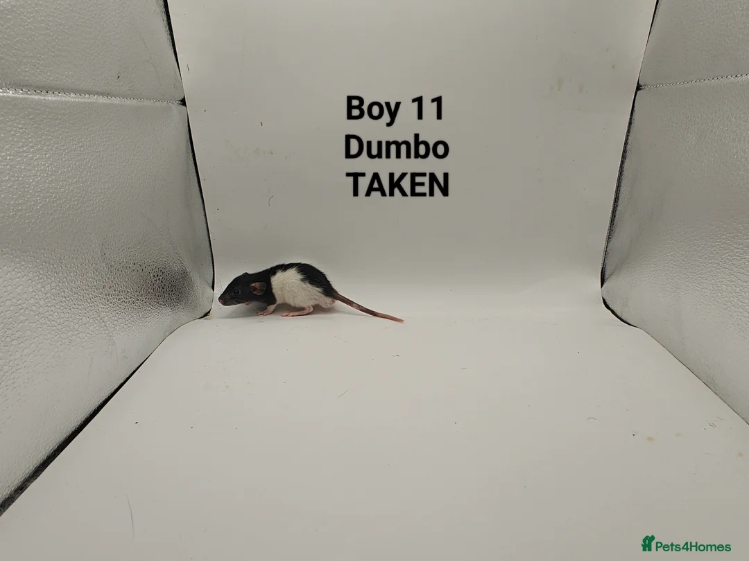 Rat rodents for sale: DEC: 24 Rats (3 Rats: 3 Boys Left) - Advert 12