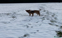 Dogue De Bordeaux dogs for stud: Dogue de Bordeaux for stud - Image 3