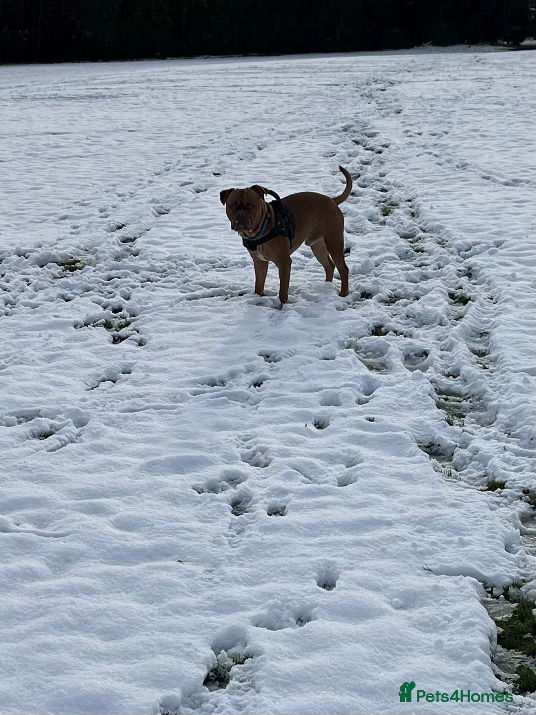 Dogue De Bordeaux dogs for stud: Dogue de Bordeaux for stud - Image 3