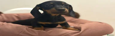 Dachshund Puppy 3