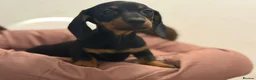 Dachshund dogs for sale: Miniature Dachshund Puppies - Advert 2