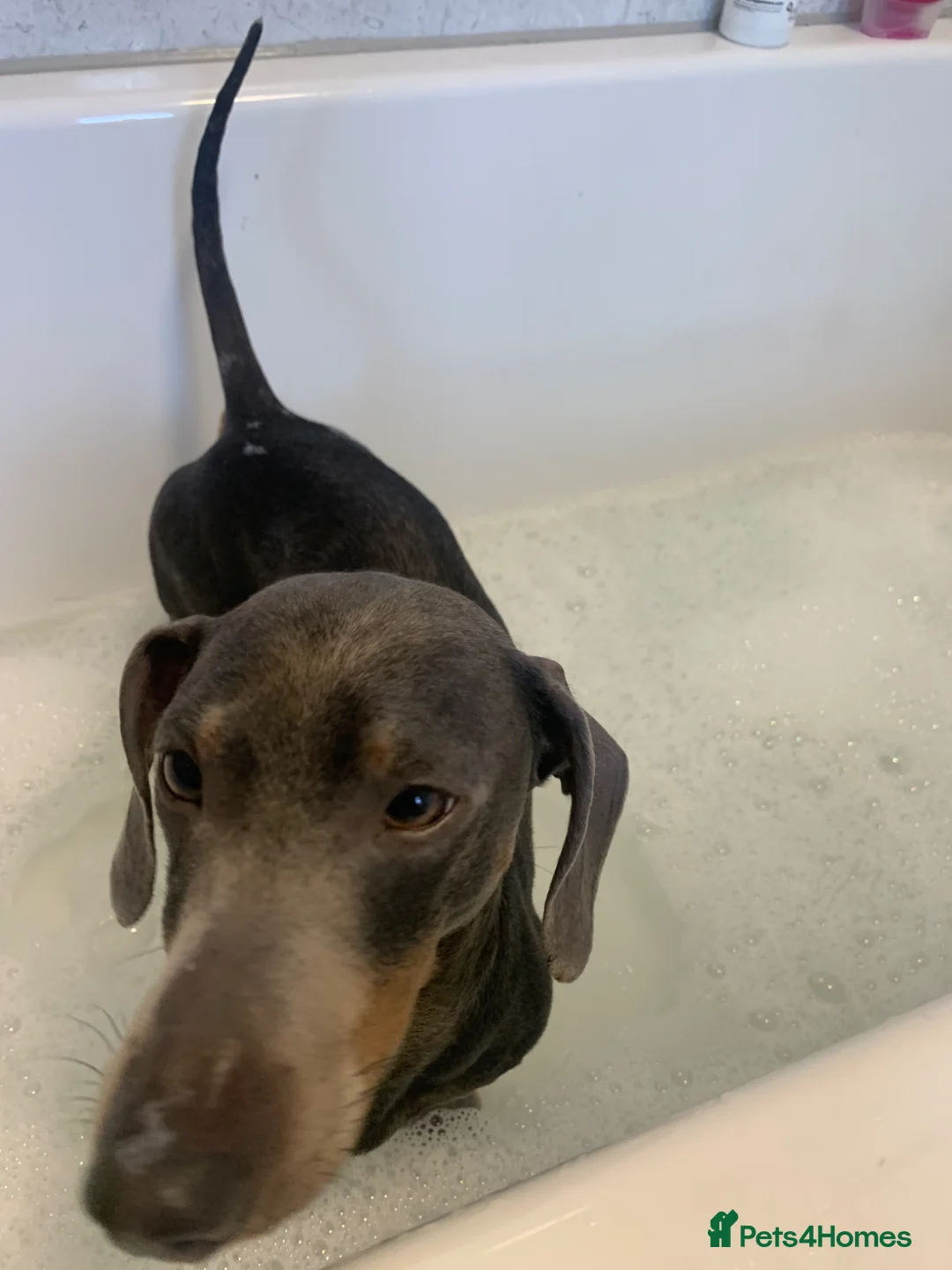 Miniature Dachshund dogs for sale: Teddy  - Advert 2