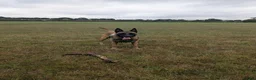 Belgian Shepherd Dog dogs for stud: Proven Malinois Stud – Police Service Bloodline - Advert 8